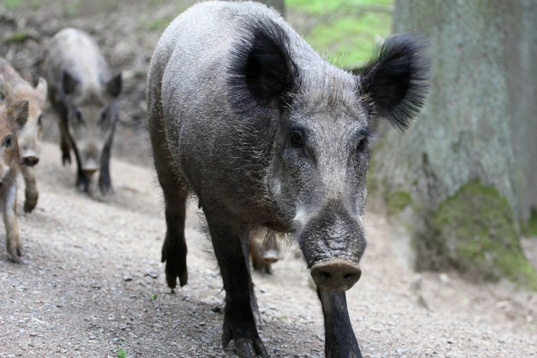 a herd of wild boar walking down a dirt road, a photo, pixabay, he has dark grey hairs, looking to his side, mohawk, viewed from below