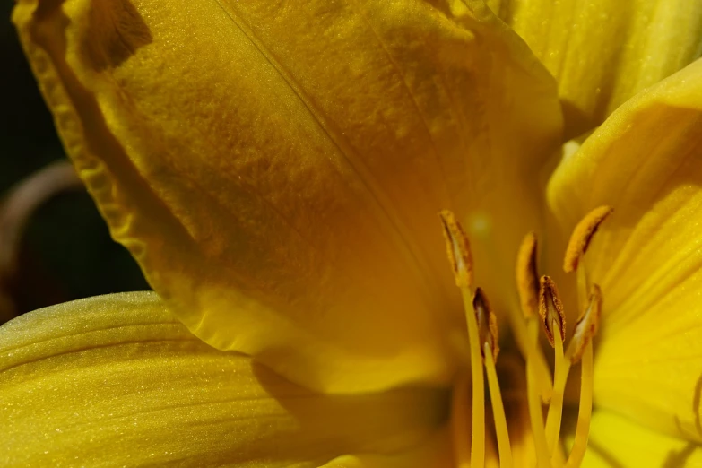 a close up view of a yellow flower, a macro photograph, big lilies, difraction from back light, fine line detail, pollen