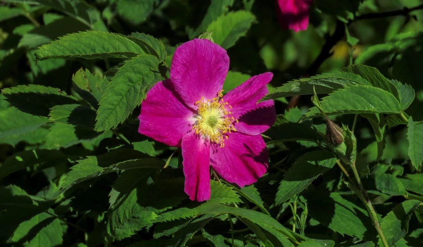 a close up of a pink flower with green leaves, by Jenny Eakin Delony, hurufiyya, rose-brambles, a brightly coloured, tian zi, a wide full shot