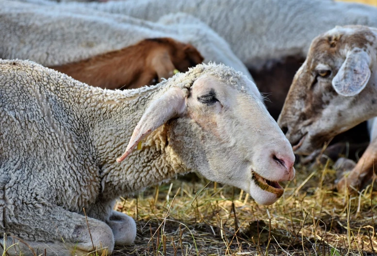 a herd of sheep laying on top of a dry grass covered field, a portrait, renaissance, licking tongue, closeup photo, flash photo, with a gullet at the end