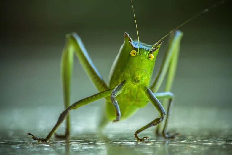 a close up of a grasshopper on a surface, by Han Gan, a green, angry looking at camera, full body close-up shot, photograph credit: ap