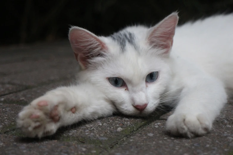 a white cat with blue eyes laying on the ground, by Jan Tengnagel, flickr, showing his paws to viewer, young handsome pale roma, just after rain, pale as marble