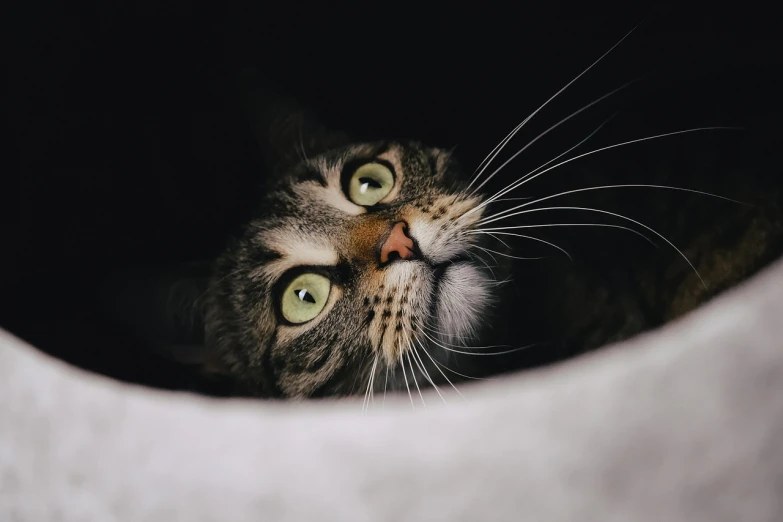 a close up of a cat looking up, a picture, by Andrew Domachowski, unsplash, happening, hiding behind obstacles, toxic cat, lit from below, round nose