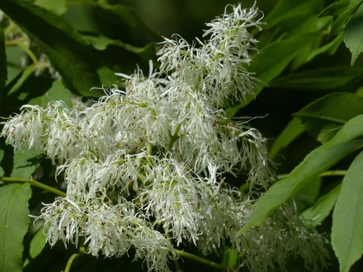 a close up of a plant with white flowers, hurufiyya, linden trees, wispy, alabama, older male