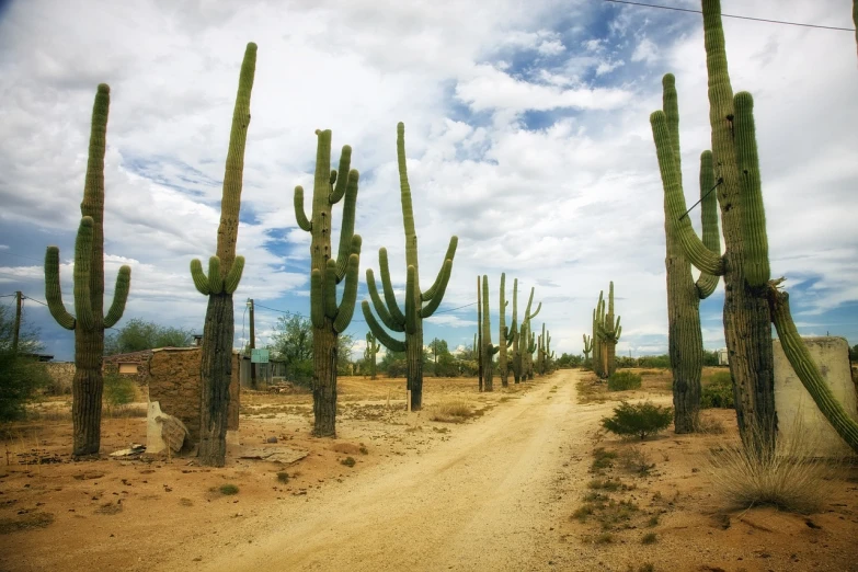 a dirt road surrounded by tall cactus trees, a photo, by Richard Carline, pexels, photorealism, saguaro cacti, the infrastructure of humanity, koyaanisqatsi, trees growing on its body