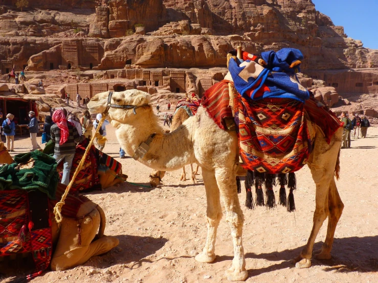 a couple of camels that are standing in the dirt, egyptian art, pexels, dau-al-set, he‘s wearing a red scarf, photograph credit: ap, moab, with many travelers