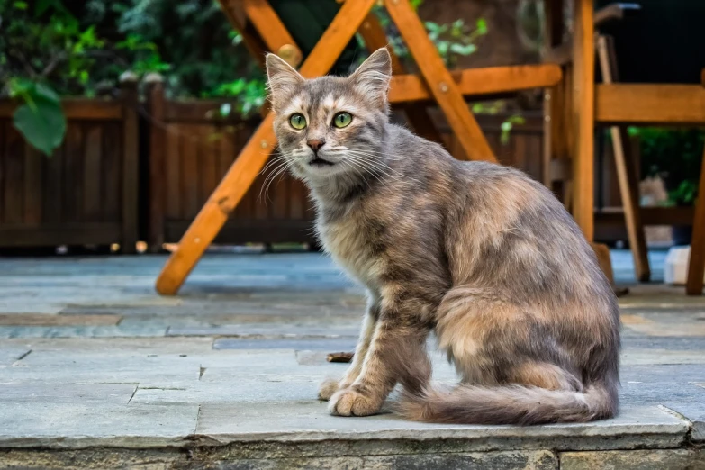 a cat sitting on top of a stone slab, a portrait, shutterstock, in a suburban backyard, full view with focus on subject, scruffy looking, very sharp photo