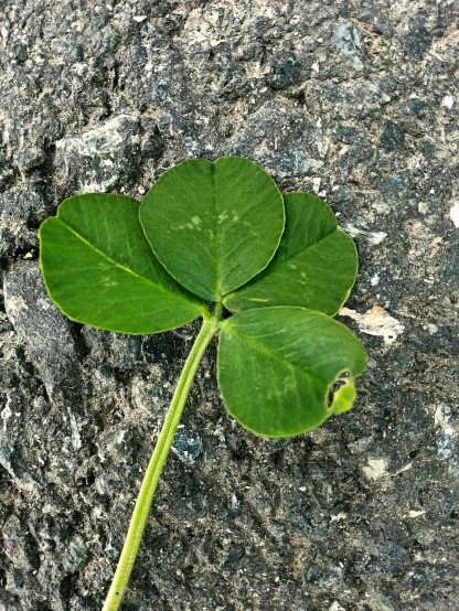 a close up of a leaf on a rock, a picture, by Susan Heidi, hurufiyya, four leaf clover, overhead shot, proud looking, very sharp photo