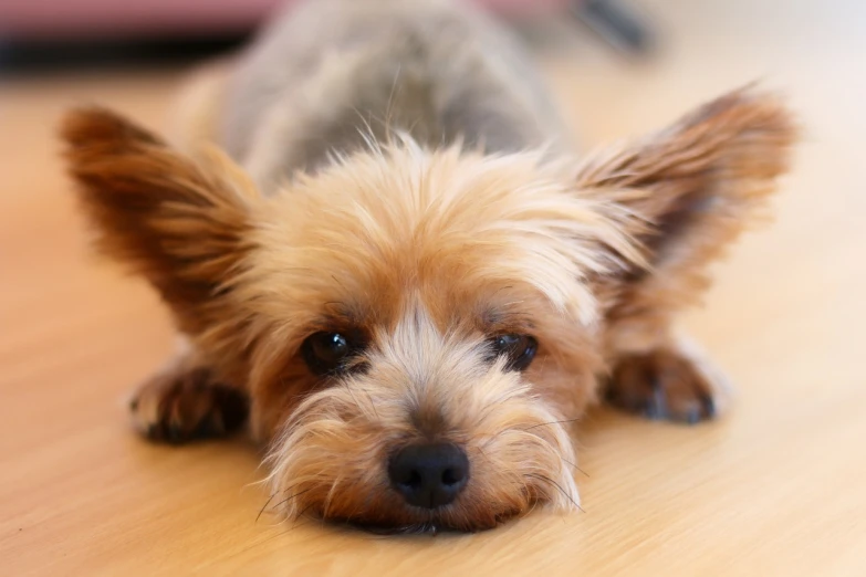 a small dog laying on top of a wooden floor, a picture, pexels, photorealism, yorkshire terrier, istockphoto, stern expression, video still