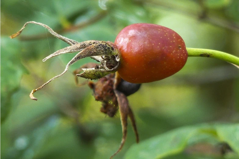 a close up of a fruit on a tree, by Robert Brackman, flickr, rose-brambles, mantis, hips, rot