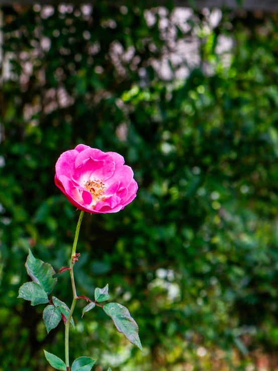 a single pink rose blooming in a garden, a picture, nature growing around the city, japanese related with flowers, seen from the side, fotografia