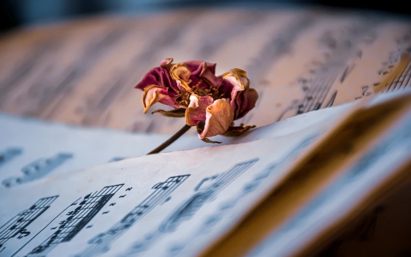 a flower sitting on top of a sheet of music, a macro photograph, romanticism, dead plants and flowers, photo taken in 2018, valentina remenar, awesome greate composition
