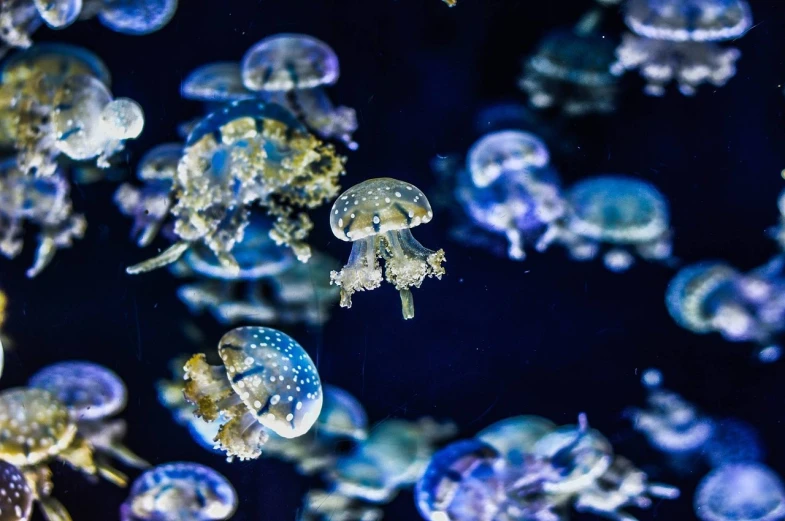 a group of jellyfish swimming in an aquarium, 🦩🪐🐞👩🏻🦳, photo taken in 2 0 2 0, avatar image, blueish