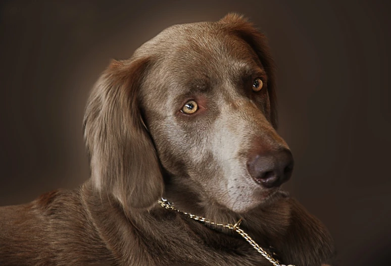 a close up of a dog with a chain around its neck, by Jan Rustem, pixabay, photorealism, he is wearing a brown sweater, shot in the photo studio, graceful face, aussie