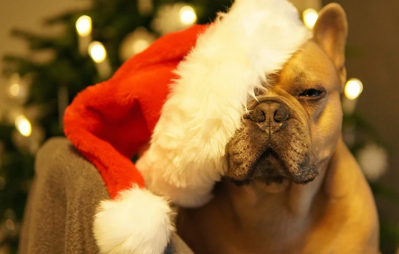 a close up of a dog wearing a santa hat, by Maksimilijan Vanka, pexels, fine art, video still, resting, boxer, istockphoto