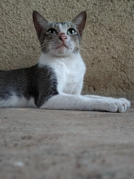 a gray and white cat laying on the ground, a picture, reddit, arabesque, 2 years old, ( ultra realistic ), tabaxi male, very beautiful photo