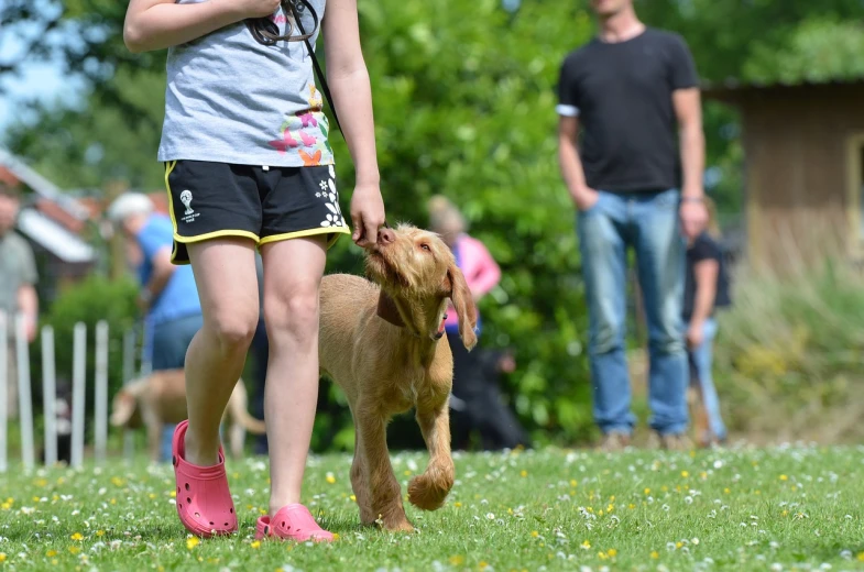 a little girl walking a dog on a leash, a photo, by Hans Schwarz, shutterstock, people enjoying the show, fist training, detailed zoom photo, caramel