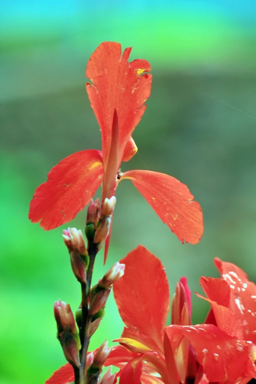 a close up of a flower with a blurry background, hurufiyya, great red feather, often described as flame-like, pillar, flash photo