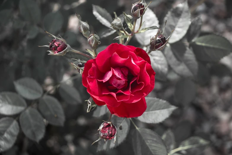 a close up of a red rose with green leaves, a picture, pexels, romanticism, red and grey only, black roses, surrounded flower, flowering buds