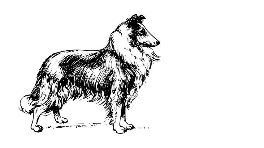 a black and white drawing of a dog, an illustration of, by Karel Štěch, trending on pixabay, visual art, border collie, 19th-century, longcoat, above side view
