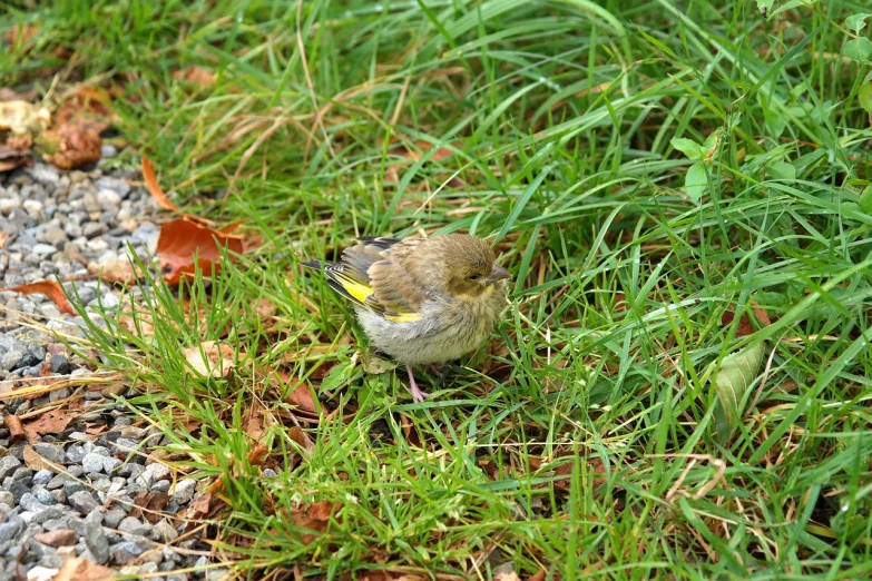 a small bird that is standing in the grass, a photo, happening, crouching, mid 2 0's female, hansa yellow, october