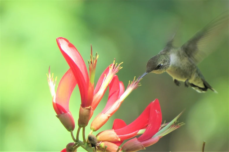 a hummingbird flying close to a red flower, by Susan Heidi, hurufiyya, tail fin, honeysuckle, coffee, photo from the side