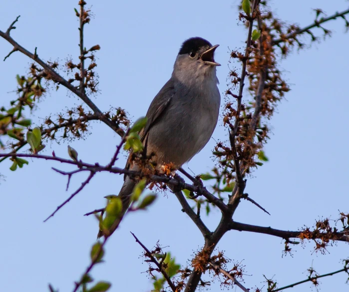 a bird sitting on top of a tree branch, by Mathias Kollros, flickr, mingei, singing, spring evening, hestiasula head, grey