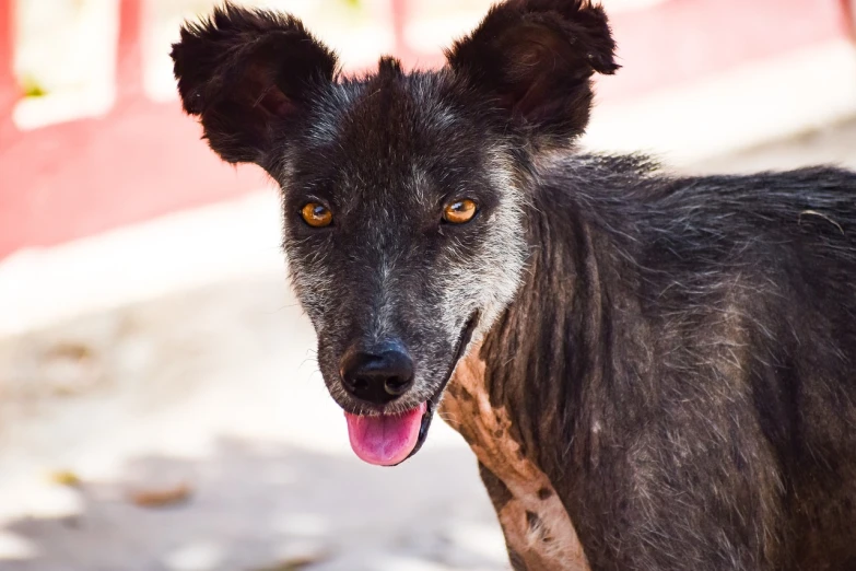 a close up of a dog with its tongue out, a portrait, shutterstock, samburu, grey skinned, black ears, emaciated