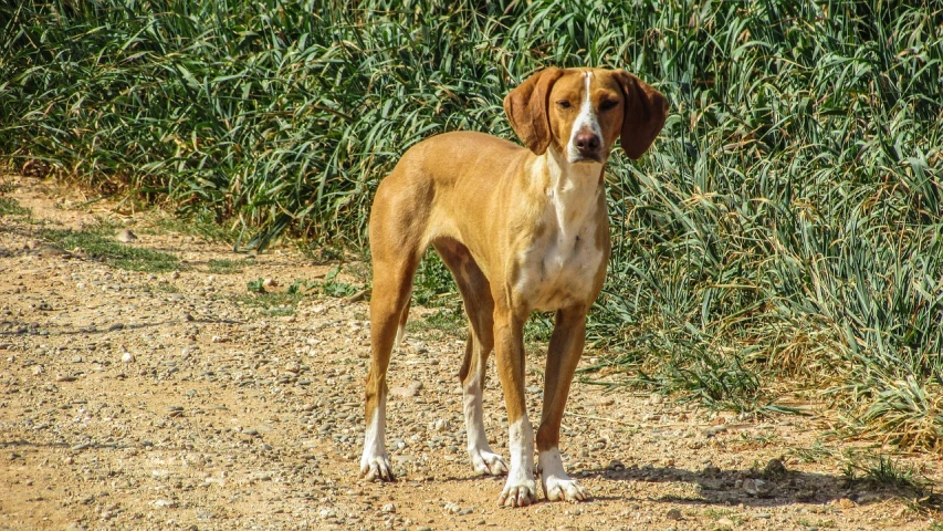 a brown and white dog standing on a dirt road, by Sven Erixson, pixabay, fine art, long ears, costa blanca, red head, pointè pose