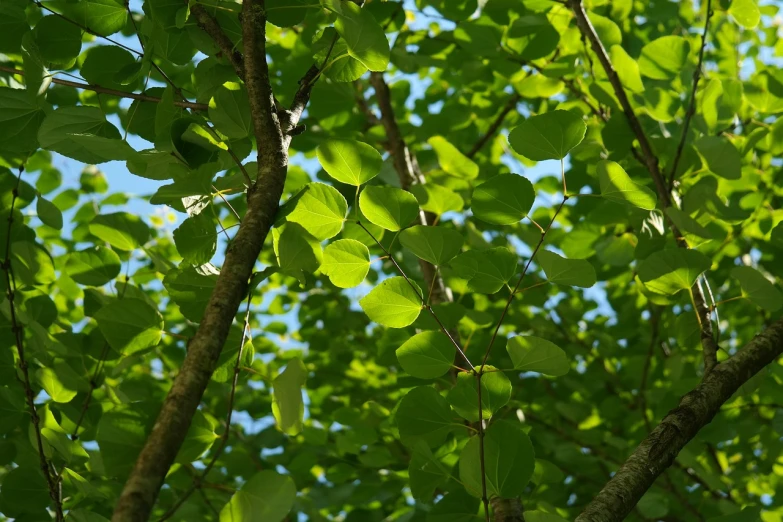 a bird sitting on top of a tree branch, a picture, by Jacob Kainen, arabesque, green backlight leaves, betula pendula, iphone picture, trees with lots of leaves