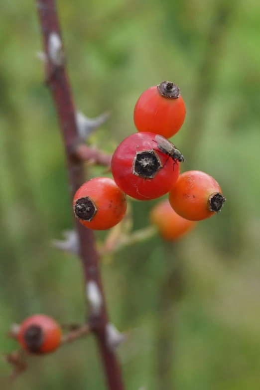 a close up of a bunch of fruit on a tree, a macro photograph, by Robert Brackman, hurufiyya, small red roses, slightly buck - toothed, beady black eyes, high res photo