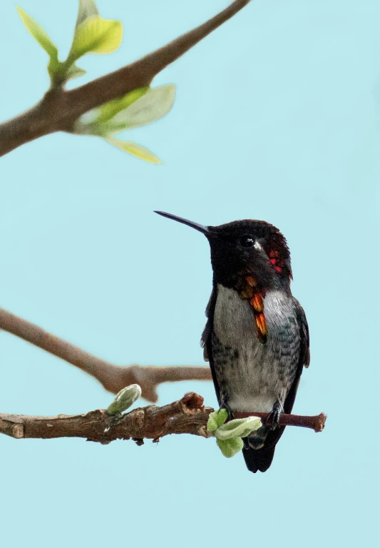 a hummingbird sitting on top of a tree branch, a portrait, arabesque, full res, yummy, red-eyed, looking this way