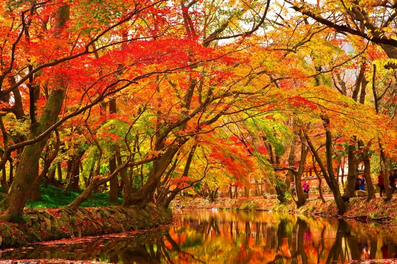 a pond filled with lots of water surrounded by trees, by Tadashi Nakayama, pexels, sōsaku hanga, seasons!! : 🌸 ☀ 🍂 ❄, innocent look. rich vivid colors, fire reflection, trees with lots of leaves