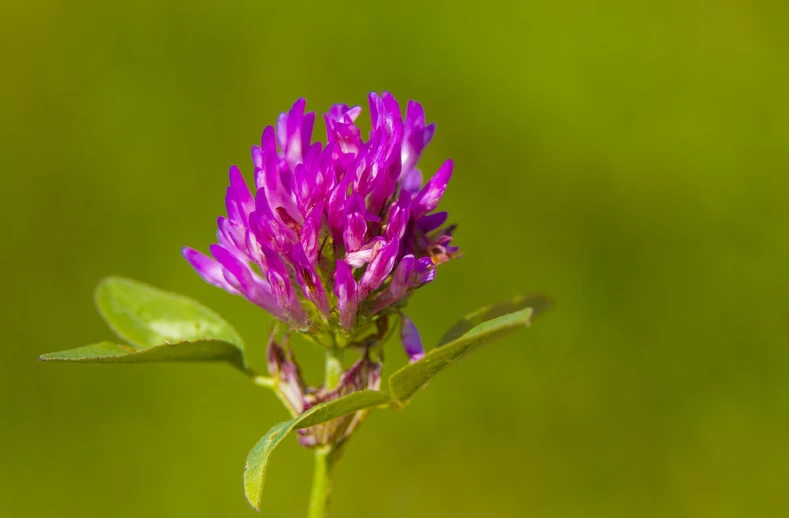 a close up of a purple flower on a stem, by Jan Rustem, shutterstock, clover, magenta colours, meadows, high detailed photo