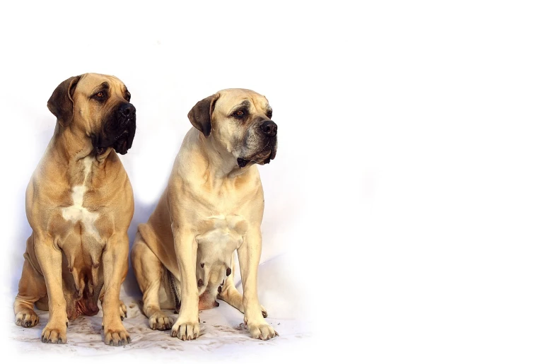 two large dogs sitting next to each other, by Martina Krupičková, pixabay, hyperrealism, clean background, wrinkles and muscles, pug, transparent background