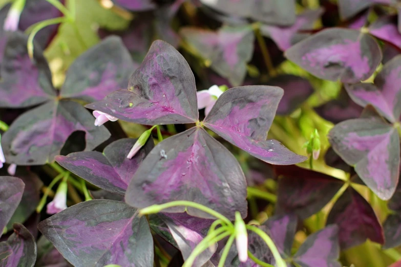 a close up of a plant with purple leaves, hurufiyya, background full of lucky clovers, high res photo