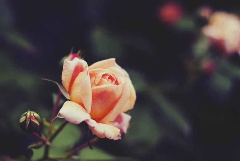 a close up of a flower with a blurry background, unsplash, romanticism, rose garden, retro effect, pale orange colors, on a dark background