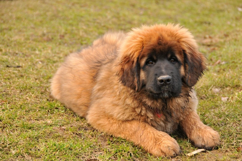 a large brown dog laying on top of a lush green field, shutterstock, renaissance, fluffy fluffy fur, bamboo, puppies, leaked image