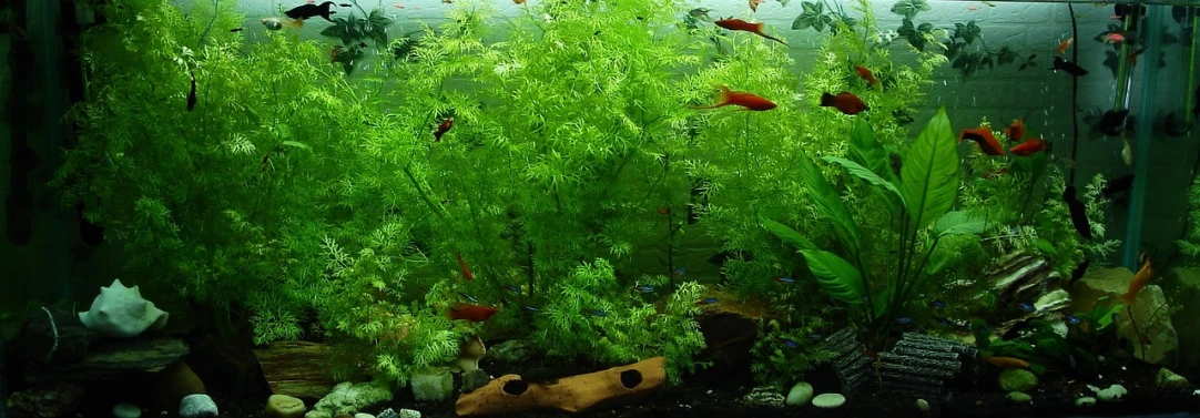 a fish tank filled with lots of different types of fish, a picture, by Wen Boren, flickr, green and red plants, single color, canopee, loosely cropped