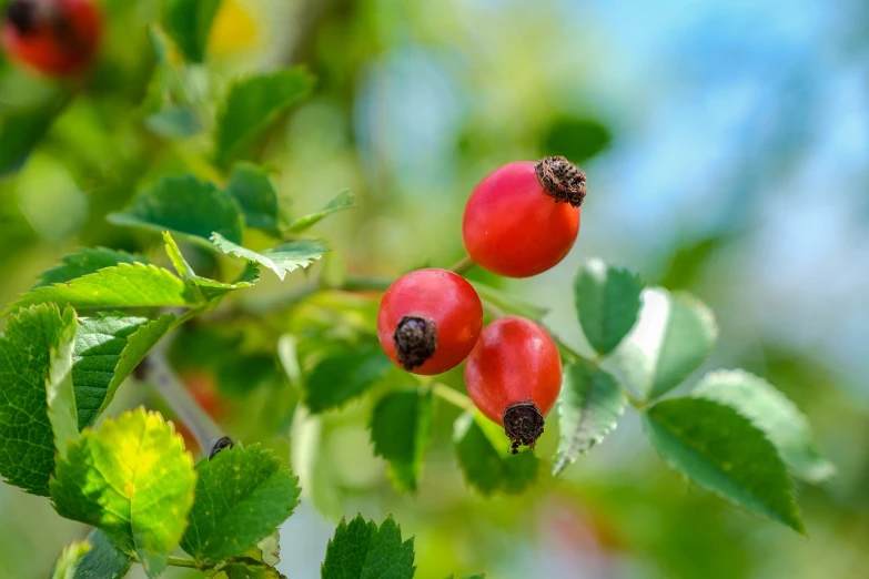 a close up of some red berries on a tree, a stock photo, full shot photo