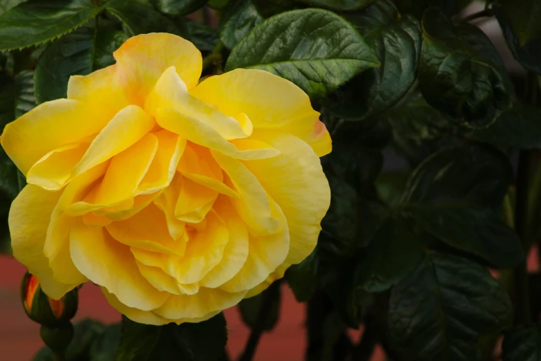 a close up of a yellow rose with green leaves, by Joy Garnett, pexels, depth of field : - 2, bangalore, just after rain, exploding roses