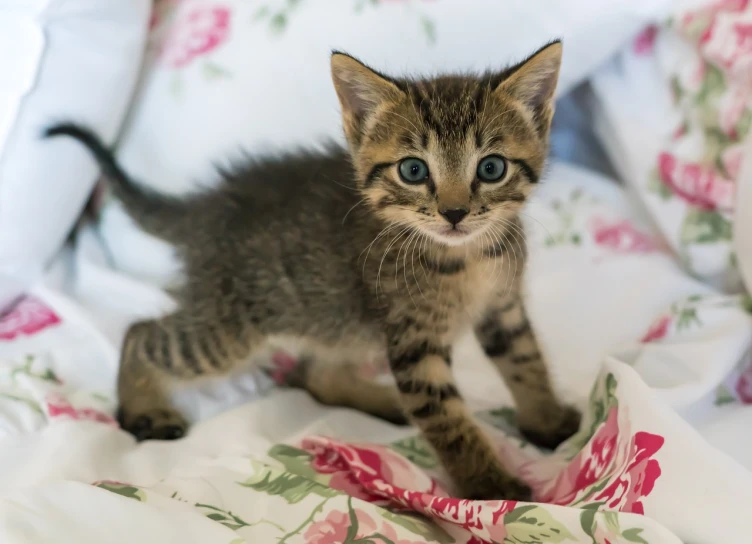 a small kitten sitting on top of a bed, a picture, shutterstock, sfw, walking towards camera, wallpaper - 1 0 2 4