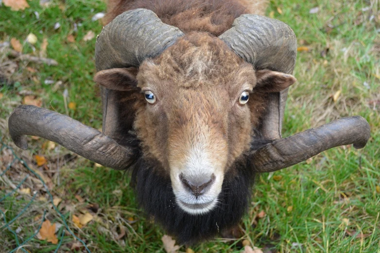 a ram standing on top of a lush green field, a portrait, by Jan Tengnagel, flickr, wall hanging trophy taxidermy, looking up at camera, [ overhead view ]!, a druid