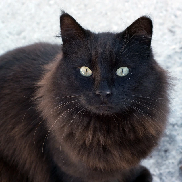 a black cat sitting on the ground looking at the camera, a portrait, by Terese Nielsen, flickr, fluffy mane, 5 years old, high res photo, close - up portrait shot