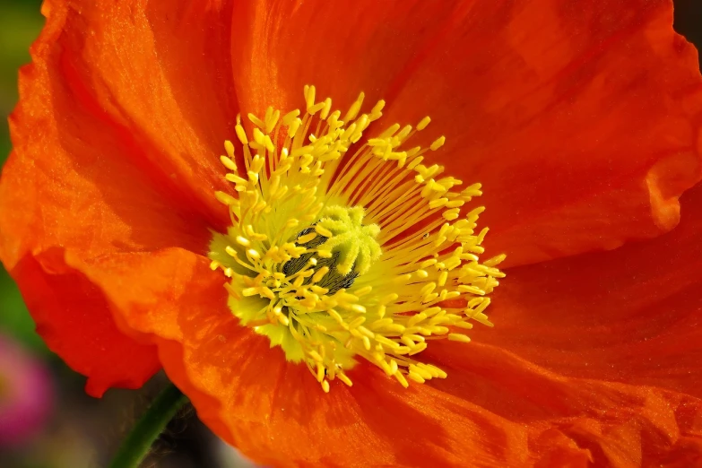 a close up of an orange flower with yellow stamen, flickr, poppy, beautiful flower, new mexico, huge!!!