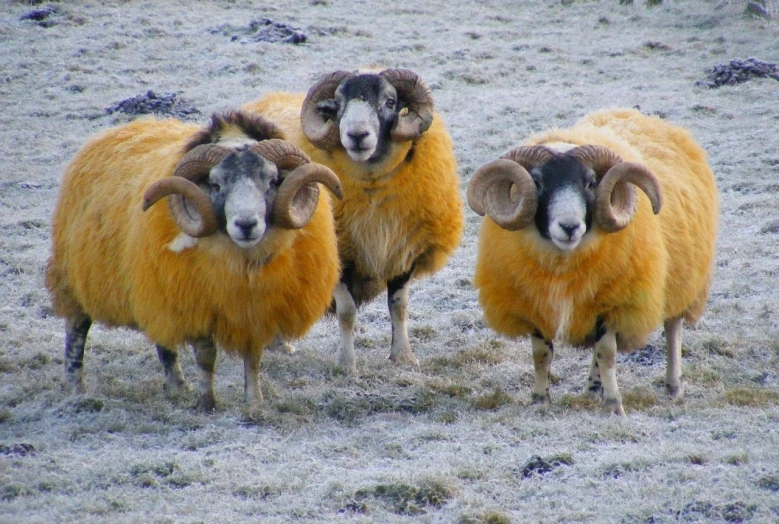 a group of sheep standing next to each other on a field, a photo, by Robert Brackman, flickr, yellow fur, cold colour temperture, three heads, scottish style