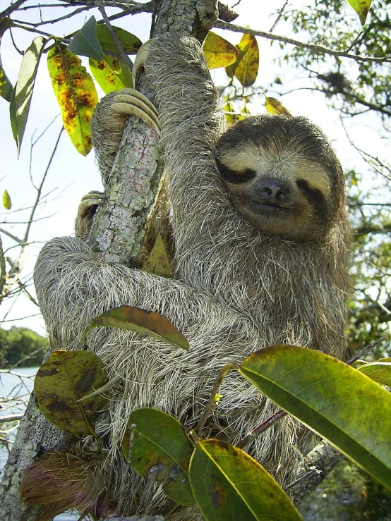 a close up of a sloth in a tree, by Robert Brackman, flickr, “portrait of a cartoon animal, award - winning photo. ”, florida, waving