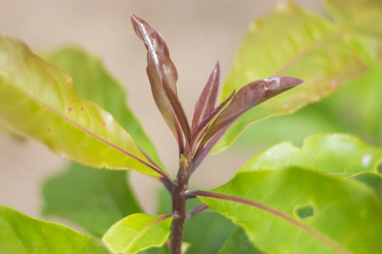 a close up of a plant with green leaves, by Robert Brackman, shutterstock, hurufiyya, chocolate, magnolia, viewed from a distance, reddish