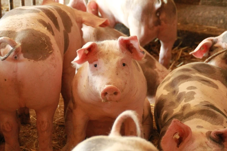 a group of pigs standing next to each other, a picture, by Georgina Hunt, precisionism, pictured from the shoulders up, istockphoto, inside a farm barn, white neck visible