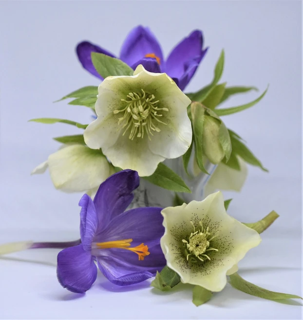 a vase filled with purple and white flowers, by Sylvia Wishart, medical photography, some yellow green and blue, clematis design, head shot